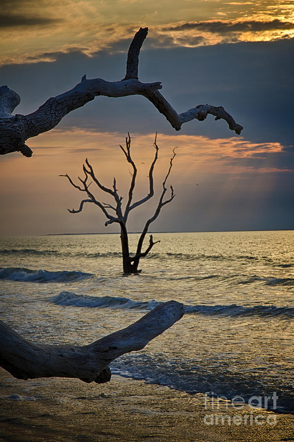 Morning Light Botany Bay Photograph by Carrie Cranwill