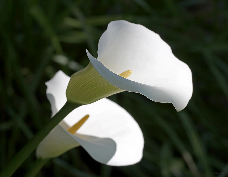 Lily Photograph - Morning Light Calla Lily Flowers  by Jennie Marie Schell