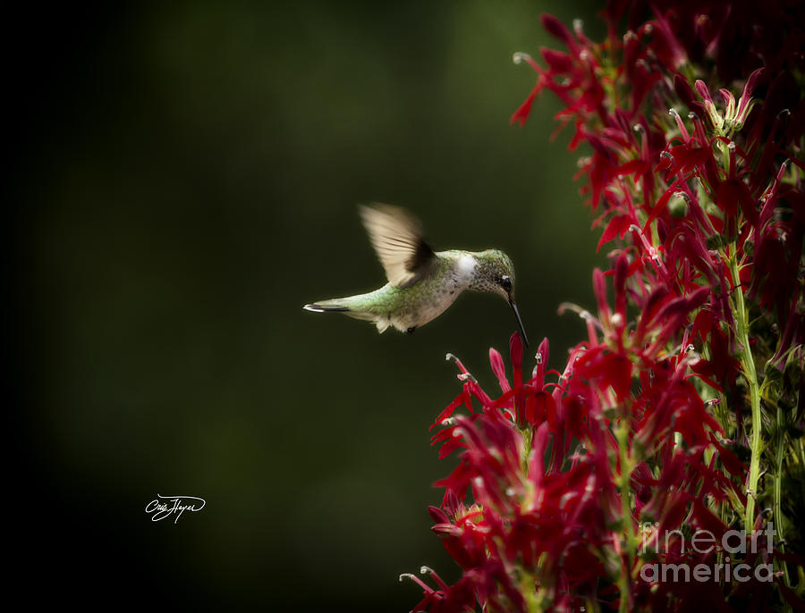 Hummingbird Photograph - Morning Light by Cris Hayes