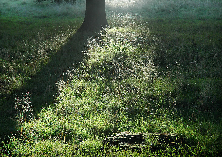 Morning light Hardwick Park Photograph by Jerry Daniel