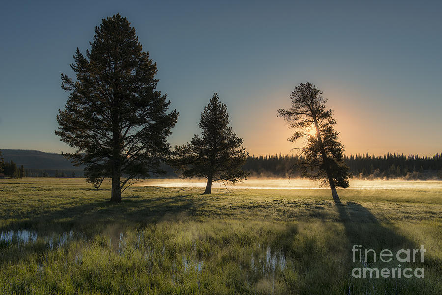 Flora Photograph - Morning Light in Yellowstone by Sandra Bronstein