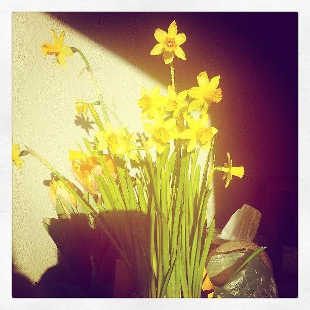 Flower Photograph - Morning Light On Daffodils #flowers by Heather Hogan