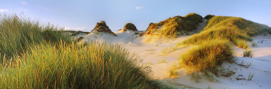 Nature Photograph - Morning Light On Forvie Dunes by Panoramic Images