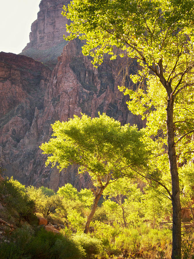 Morning Light on Trees at the Bottom of the Grand Canyon Photograph by Mary Lee Dereske