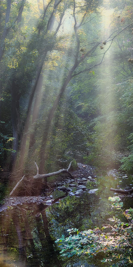 Nature Photograph - Morning Light by Tom Mc Nemar