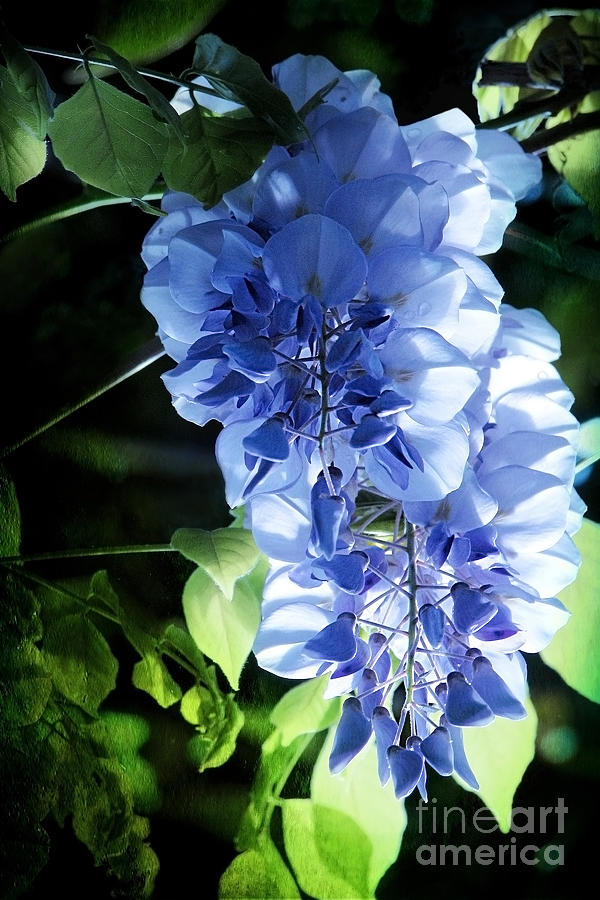 Morning Lilac Photograph by Ellen Cotton