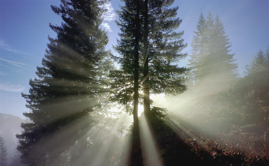 Tree Photograph - Morning Love by Daniel Furon