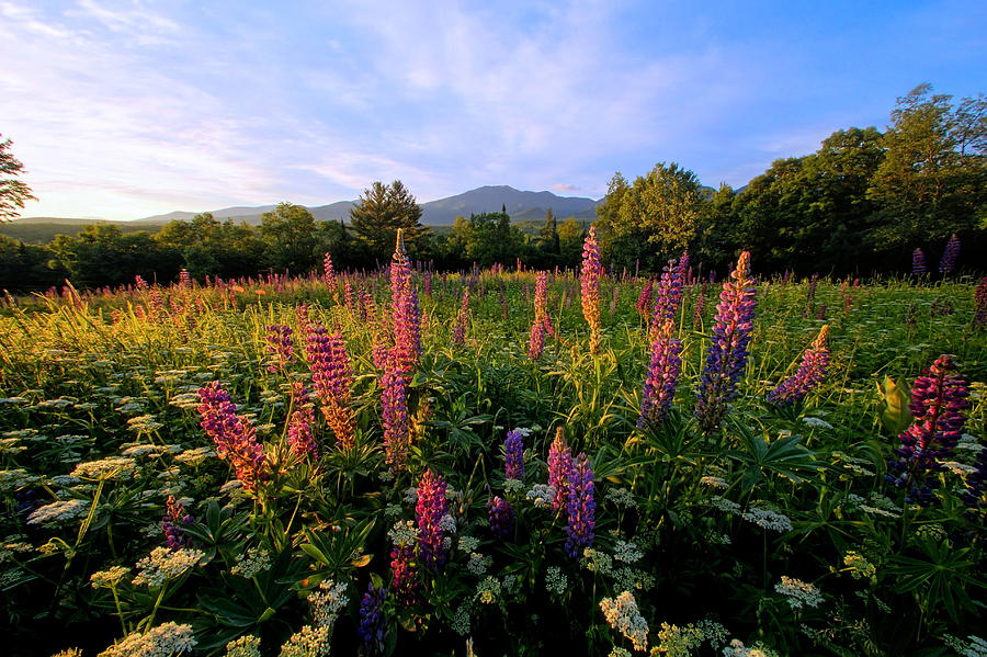 Morning Lupines Photograph by Andrea Galiffi