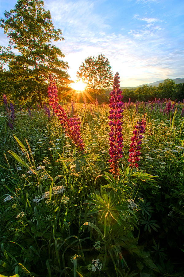 Morning Lupines of Sugar Hill Photograph by Andrea Galiffi