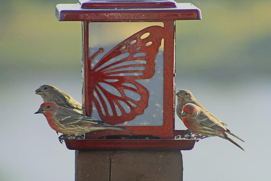 Bird Photograph - Morning Meeting by Barbara Dean
