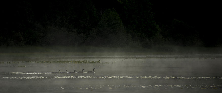 Duck Photograph - Morning Mist by Aaron Bedell