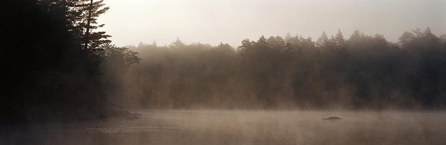 Tree Photograph - Morning Mist Adirondack State Park Old by Panoramic Images