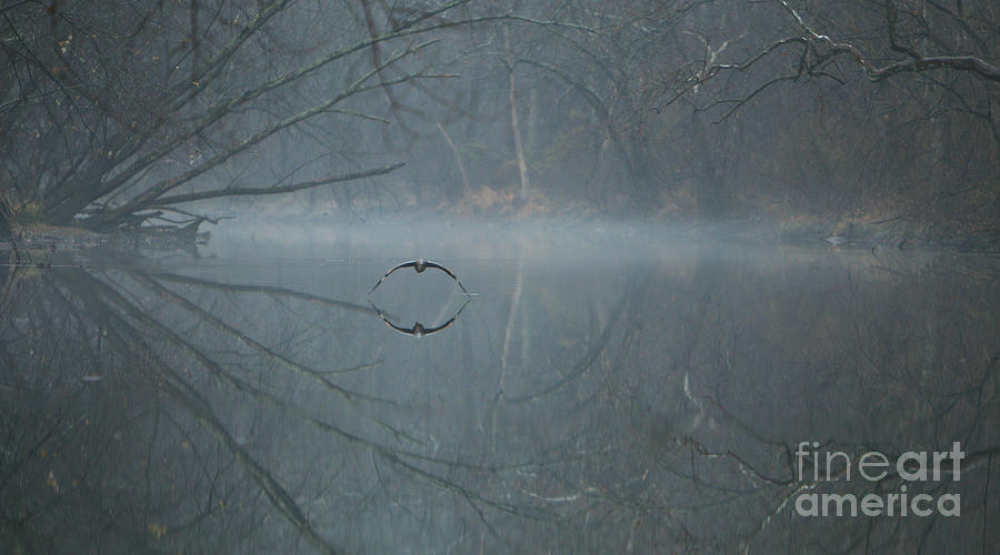 Heron Photograph - Morning Mist by James Figielski by Paulinskill River Photography