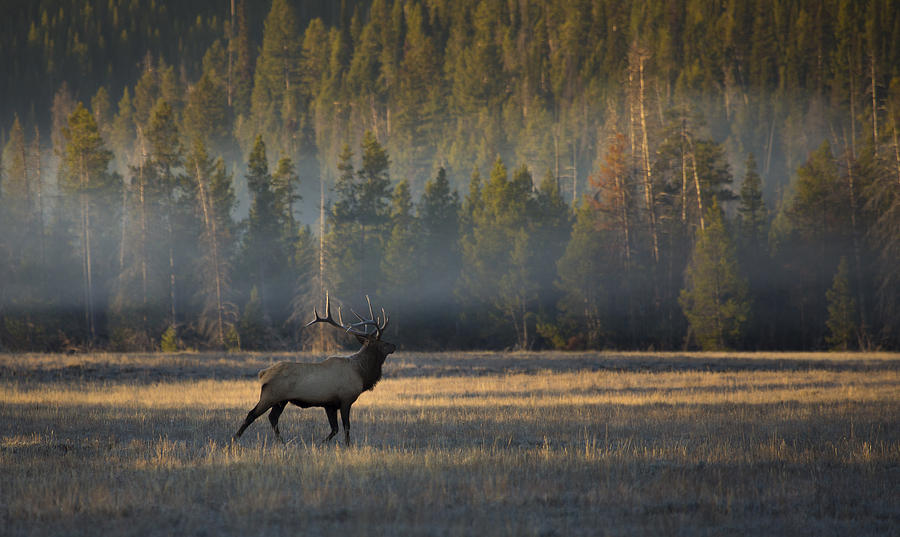 Morning Mist Photograph by Chase Dekker Wild-Life Images