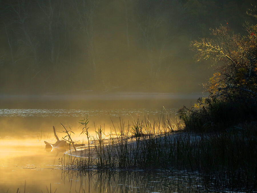 Morning Mist - Nickerson State Park Photograph by Dianne Cowen Cape Cod Photography