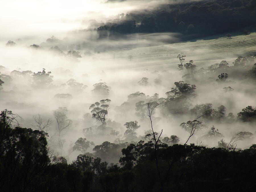 Morning Mist - Mount Buffalo National Park, Australia Photograph by Ian McAdie