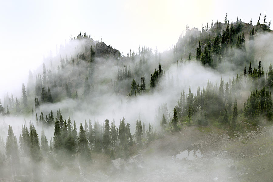 Olympic National Park Photograph - Morning mist in Olympic National Park by King Wu
