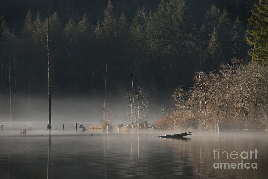 Tree Photograph - Morning mist by Inge Riis McDonald