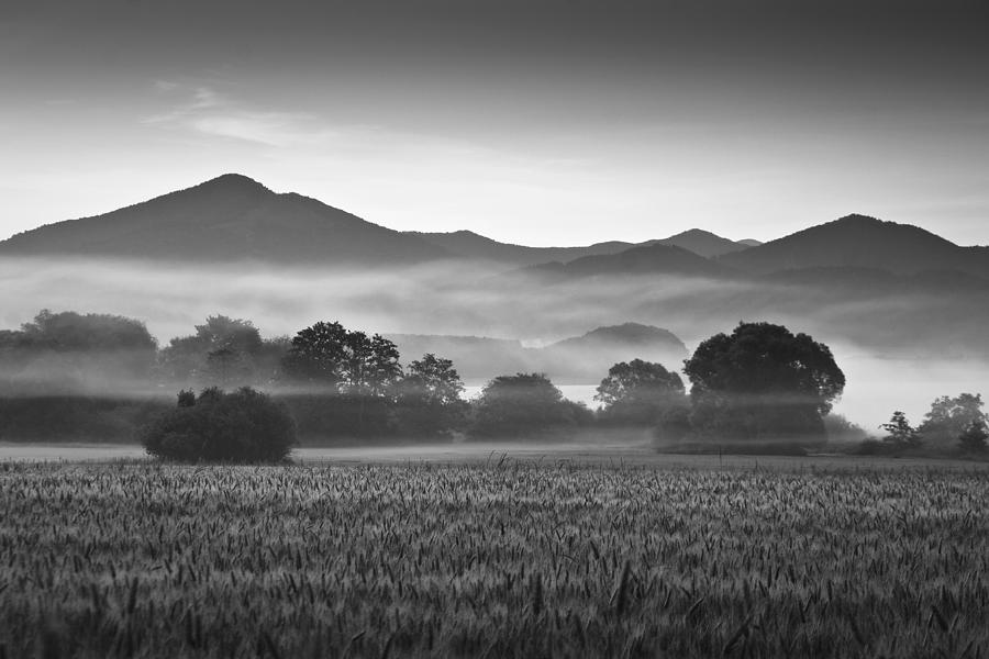 Morning Mist Photograph by Milan Gonda