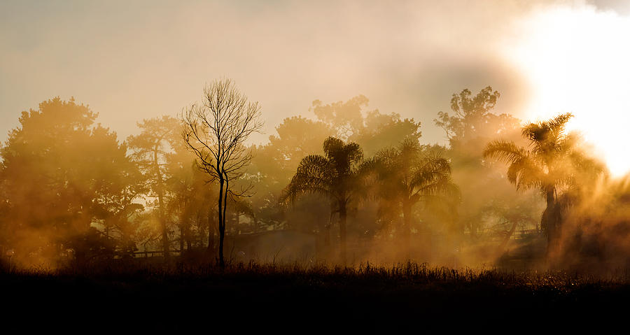Morning Mist Photograph by Nicholas Blackwell