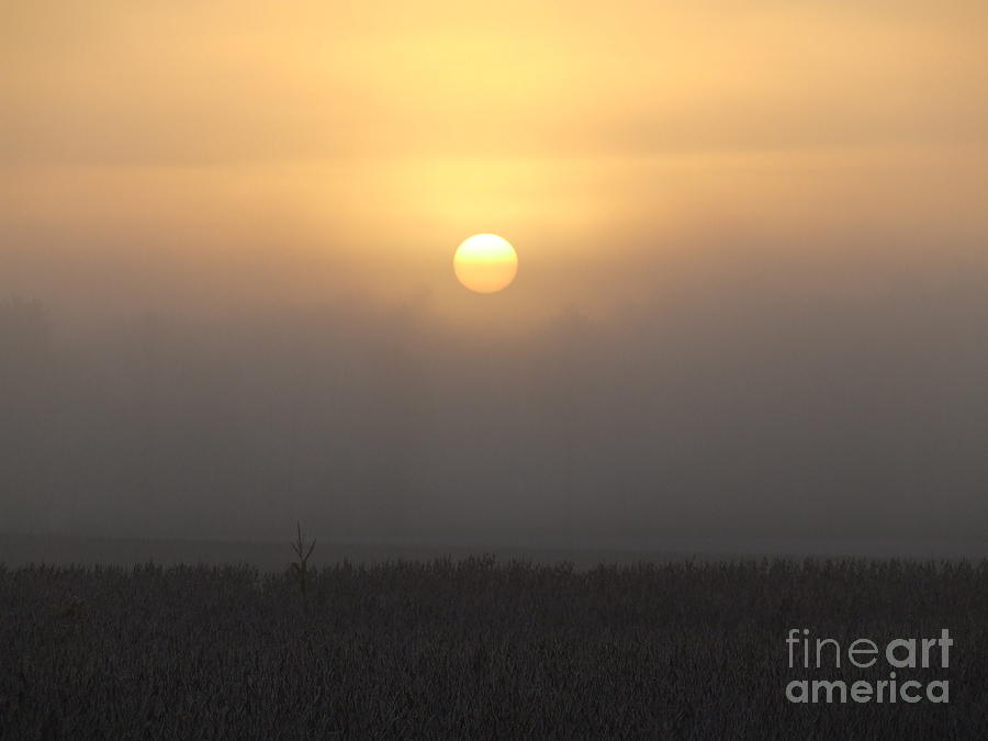 Landscape Photograph - Morning Mist Sunrise by Scott Bennett