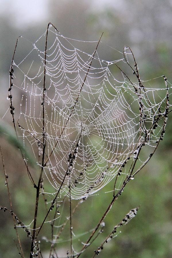 Morning Misted Web Photograph by Doris Potter