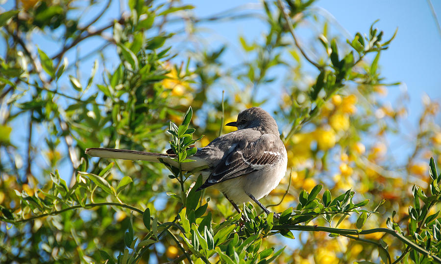 Mockingbird Photograph - Morning Mockingbird by Preston Broadfoot