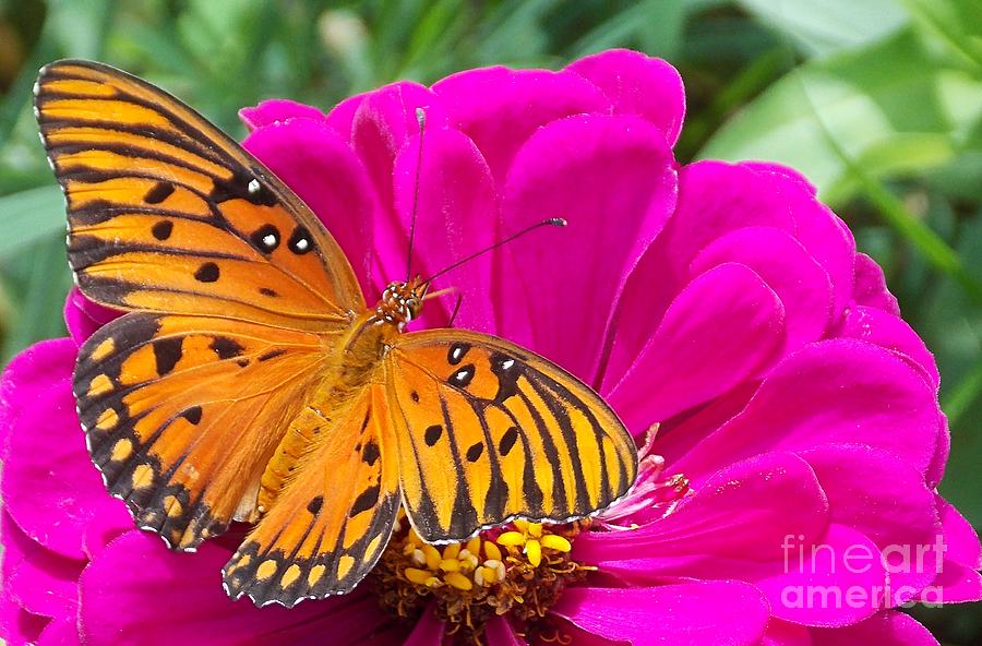 Butterfly Photograph - Morning Monarch by Annette Allman