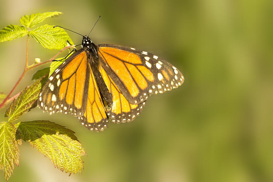 Morning Monarch Glow Photograph by Bill and Linda Tiepelman