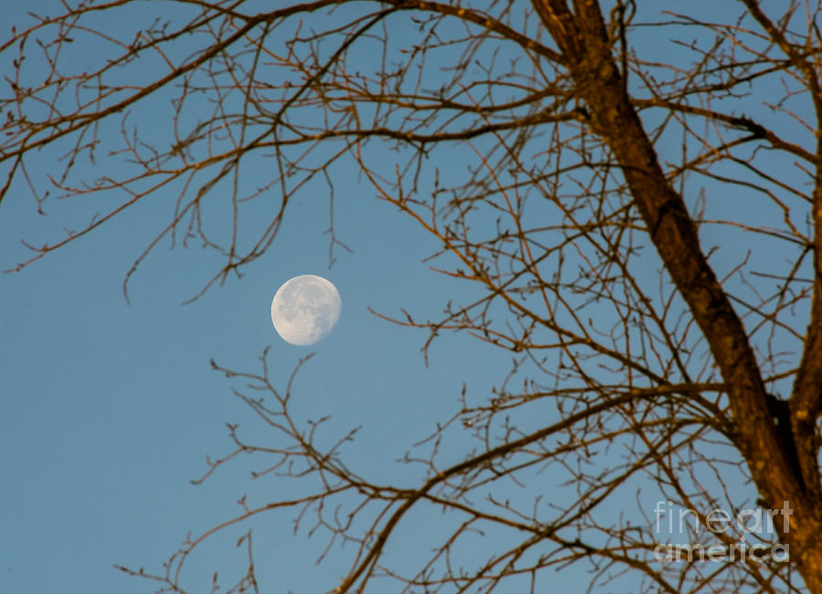 Morning Moon Photograph by Cheryl Baxter