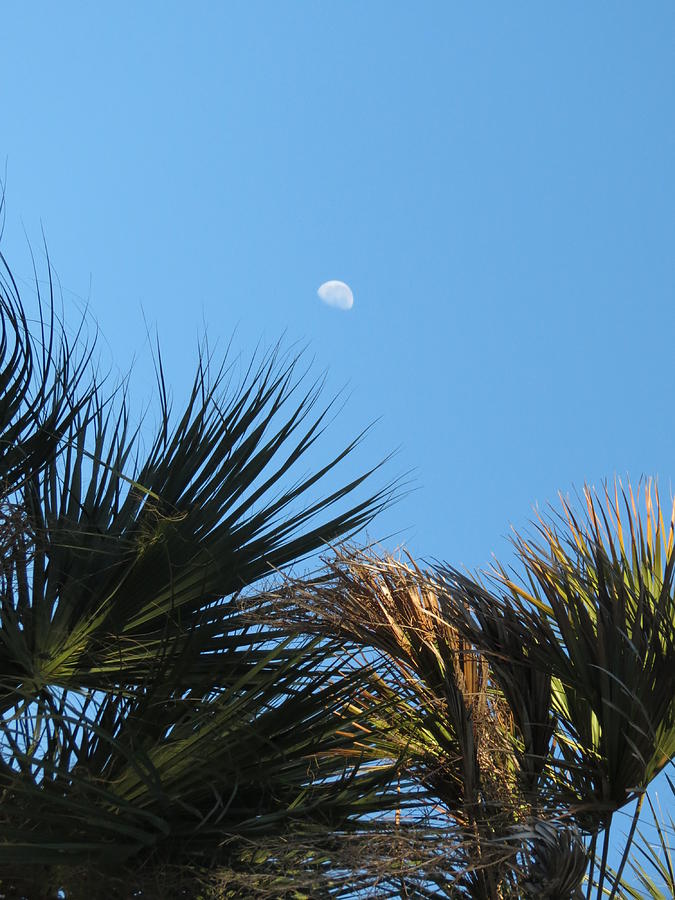 Morning Moon Over Palms Photograph by Fortunate Findings Shirley Dickerson