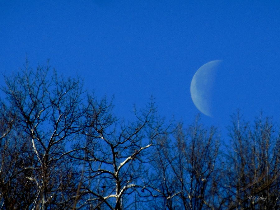 Morning Moon Photograph by Wild Thing