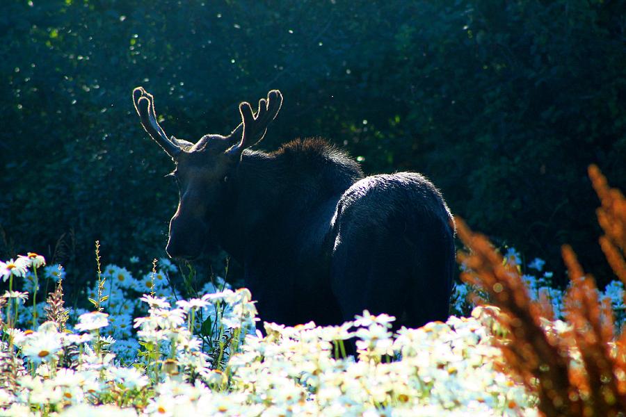 Morning Moose Photograph by Catie Canetti