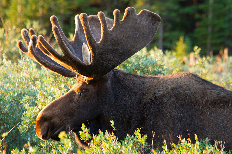 Morning Moose Photograph by Teri Virbickis