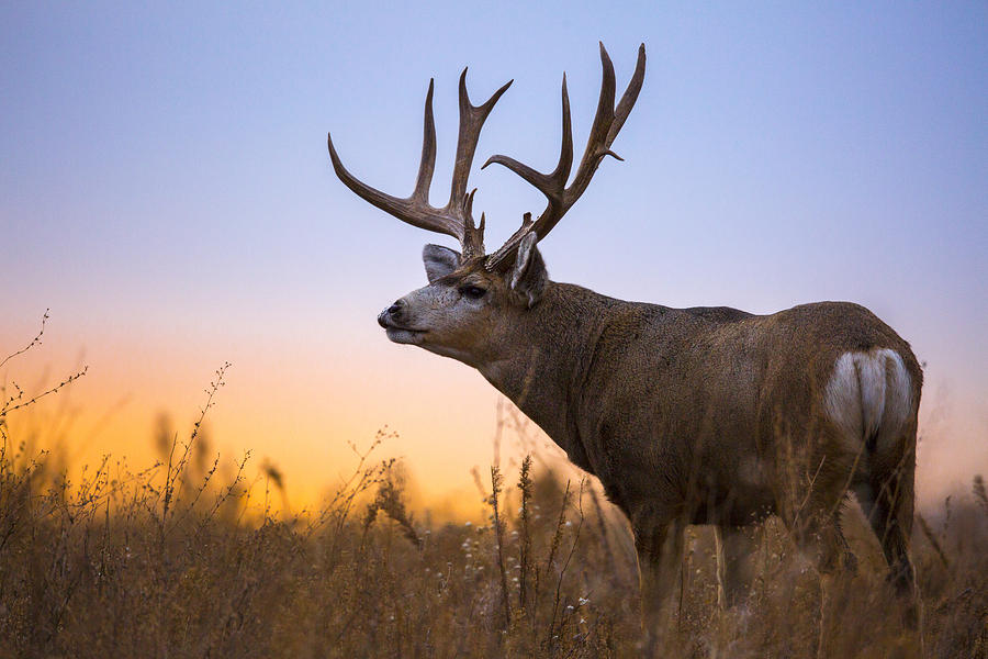 Morning Mulie Photograph by Jeff Shumaker