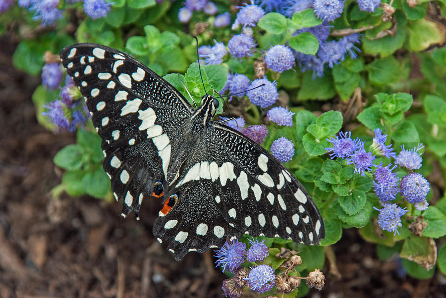Citrus Swallowtail Butterfly Photograph by Tam Ryan