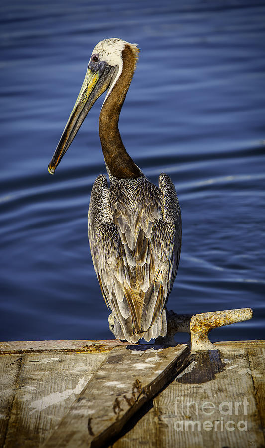 Morning Pelican Photograph by David Millenheft