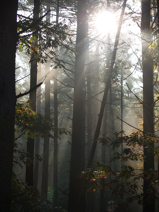 Nature Photograph - Morning Pines by Karen Kluglein