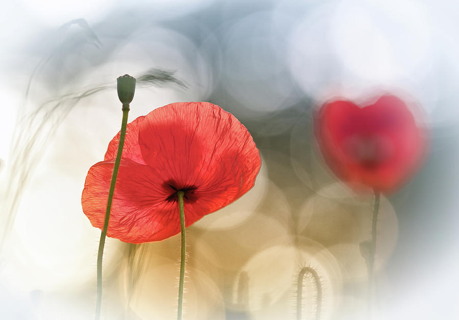 Flower Photograph - Morning Poppies by Steve Moore
