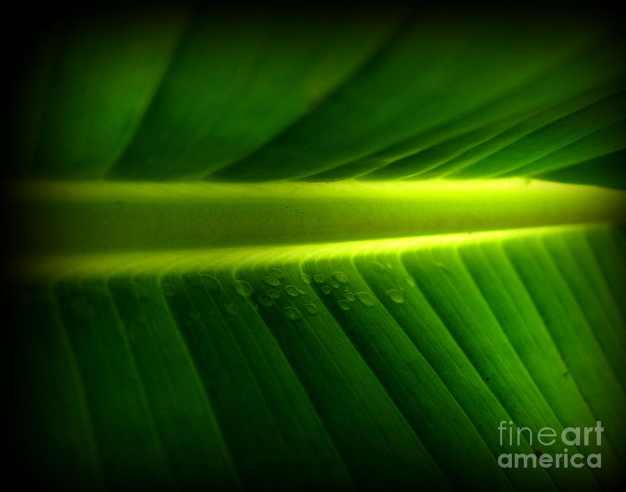 Banana Leaf Photograph - Morning Rain Droplets by C Ray  Roth