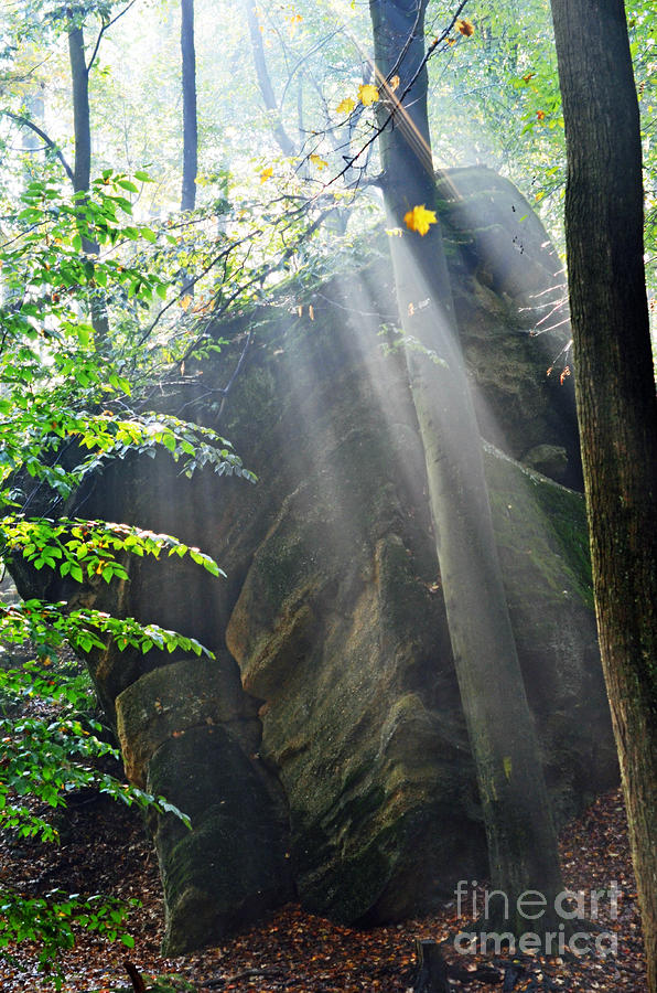 Morning Rays Photograph by Lila Fisher-Wenzel