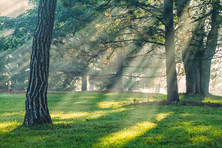 Morning Rays Photograph by Lindley Johnson
