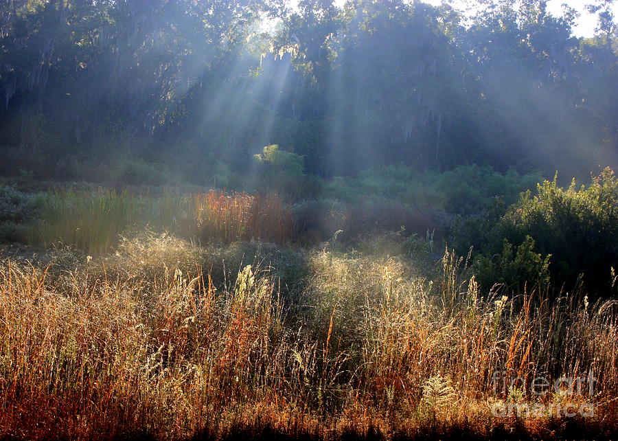 Morning Rays through Live Oaks Photograph by Carol Groenen