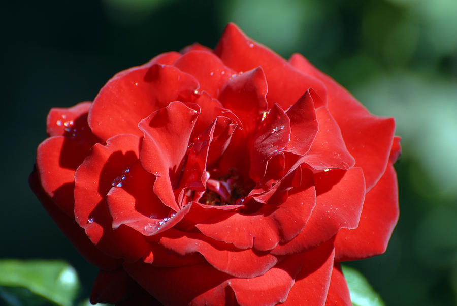 Morning Rose At Biltmore Gardens North Carolina Photograph by Willie Harper