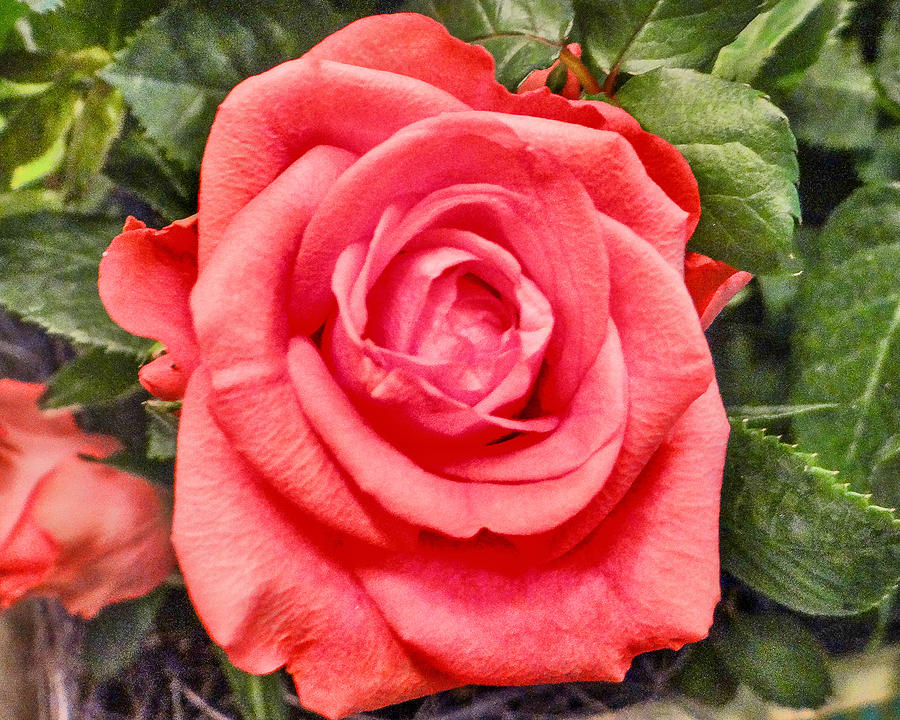 Morning Rose Photograph by Dennis Dugan