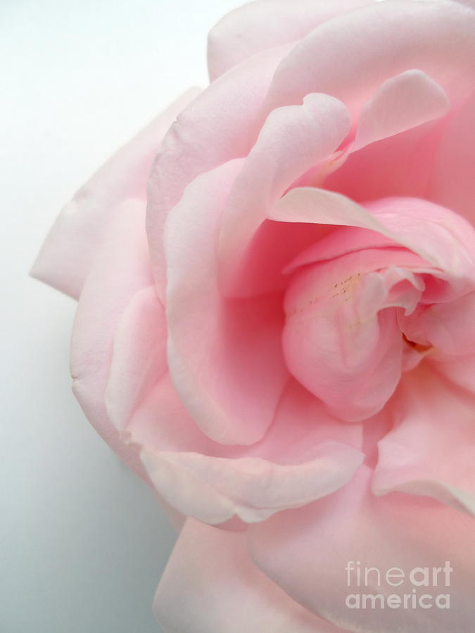 Morning Rose Photograph