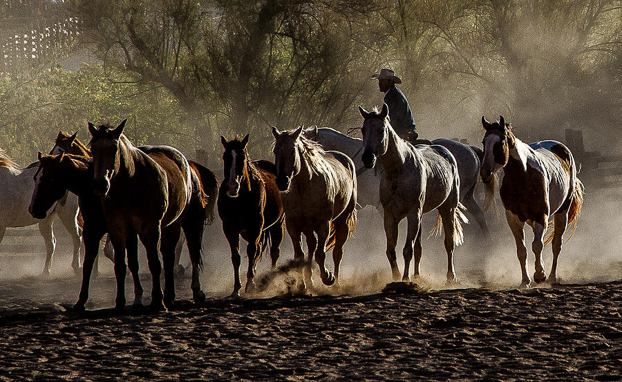 Horse Photograph - Morning Roundup by John Covin