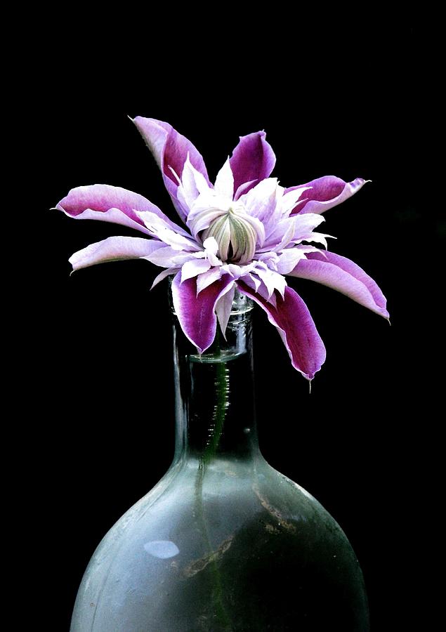 Vase Photograph - Morning Shadows by Angela Davies