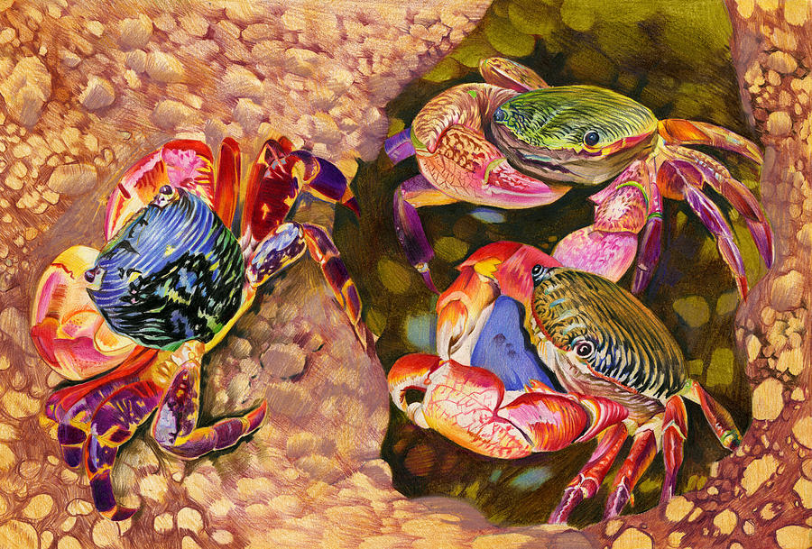 Striped Drawing - Morning Shore Crabs by Roselene Chen 7th grade by California Coastal Commission