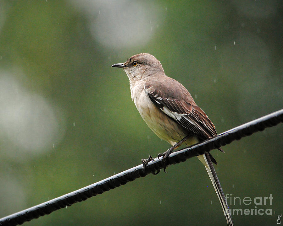 Bird Photograph - Morning Shower by Jai Johnson